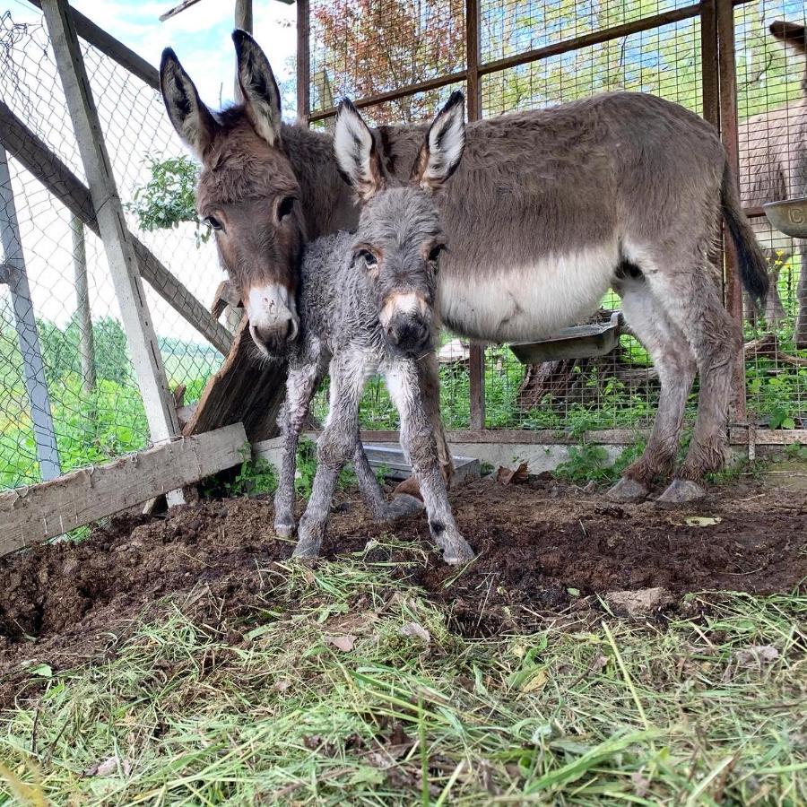 Farm stay La Mussia