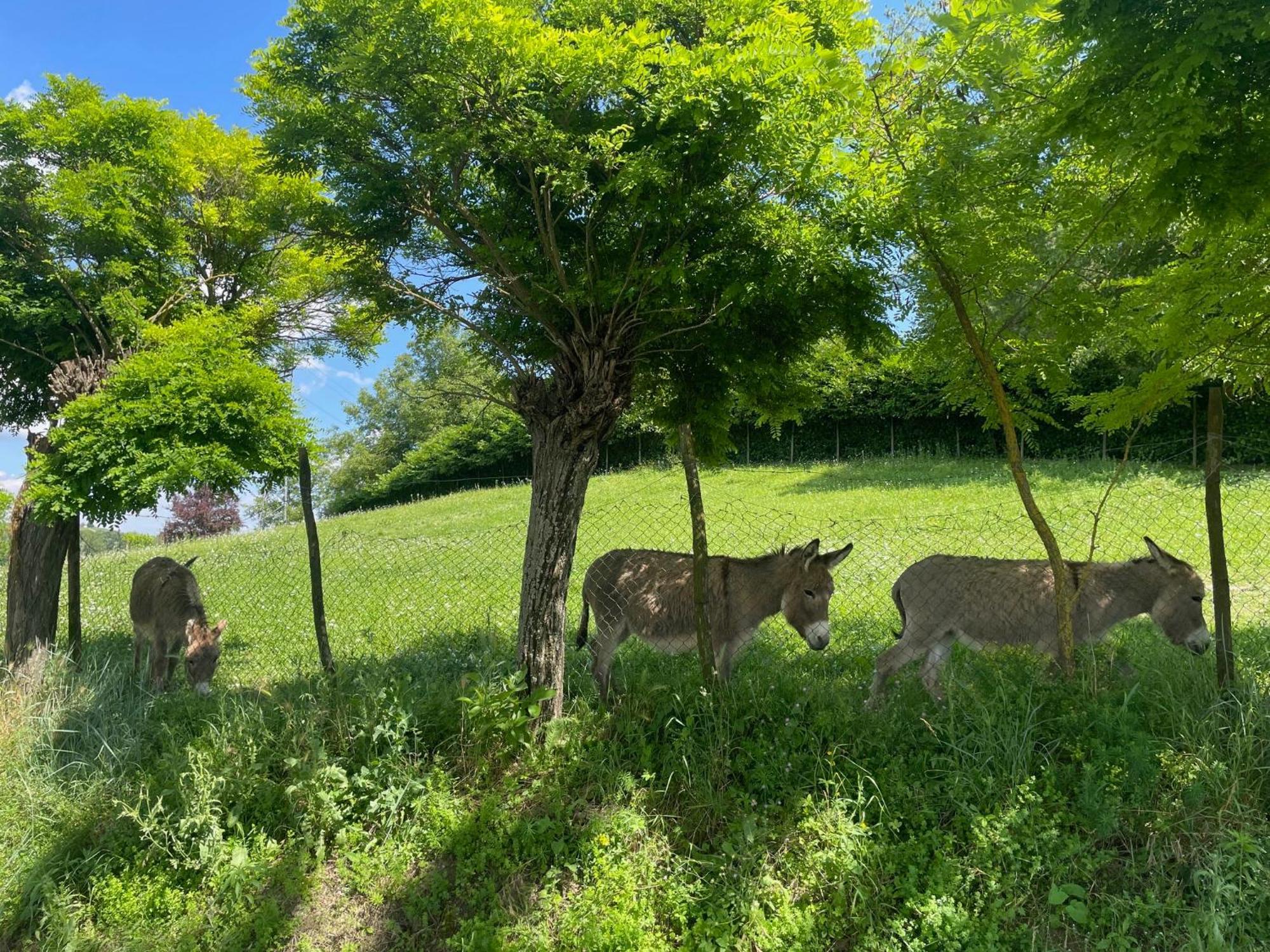 Farm stay La Mussia Castelnuovo (Asti)